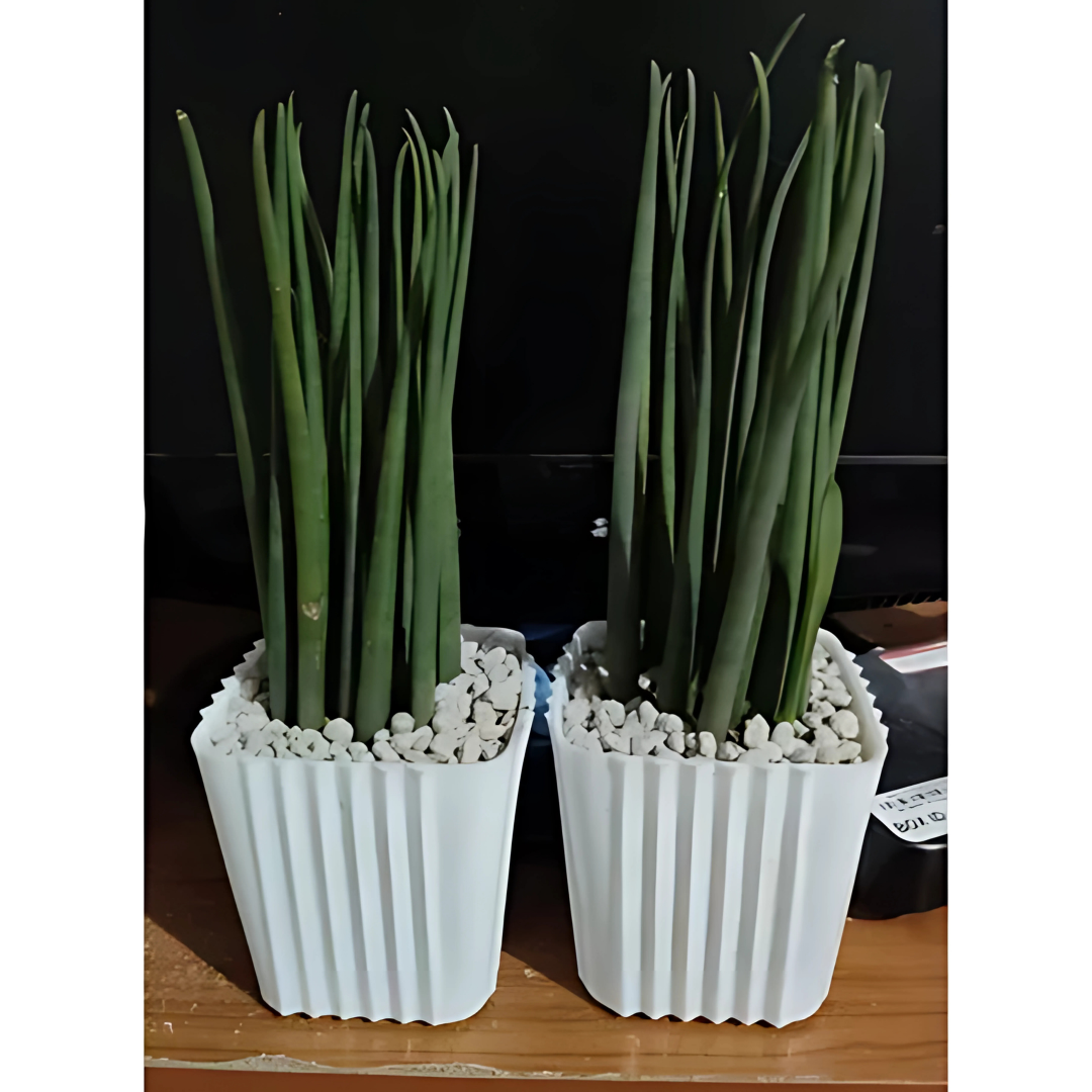 Corrugated Plastic Plant Holder with 3x3 Pots | Vertical Garden Organizer